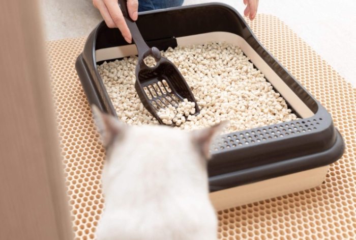 貓血尿原因 貓血尿原因