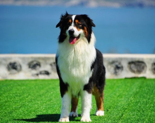 聰明犬種訓練 聰明犬種訓練