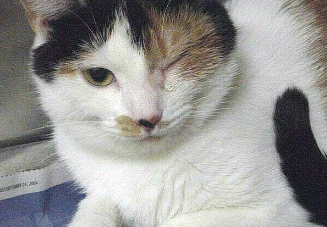 貓角膜受傷症狀 貓角膜受傷症狀