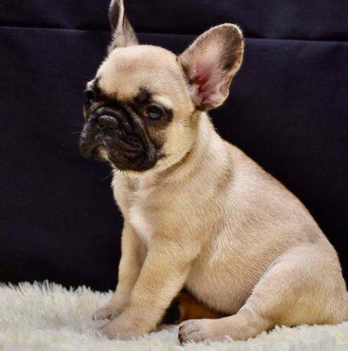 法國鬥牛犬 法國鬥牛犬