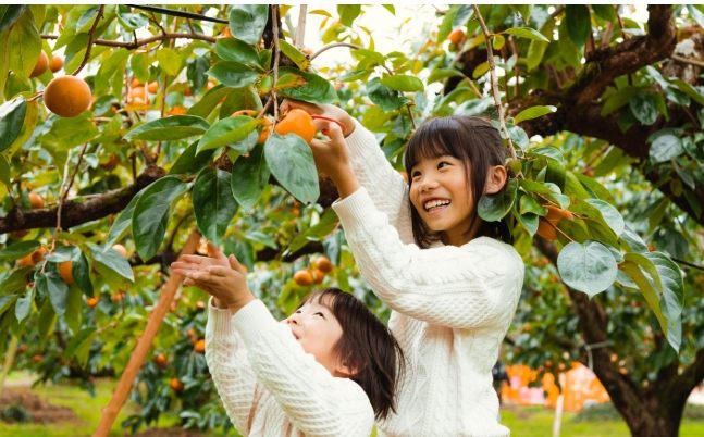 採柿子方法 採柿子方法