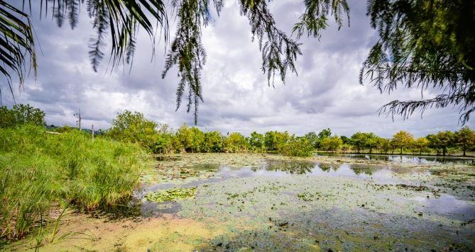 水草養殖技巧 水草養殖技巧