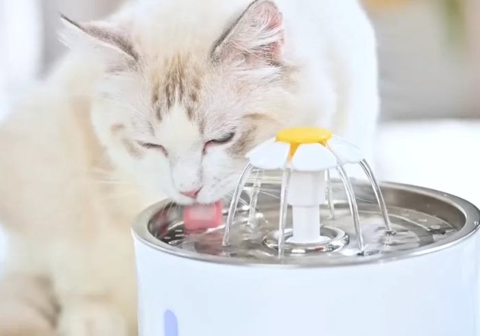 貓咪照顧指南 貓咪照顧指南