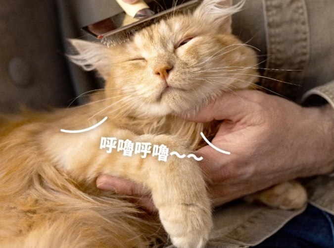 貓咪吐毛預防