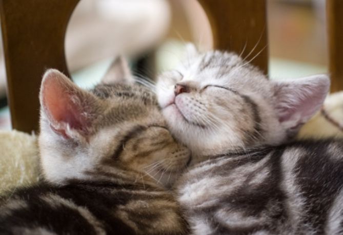 領養貓咪準備物品 領養貓咪準備物品