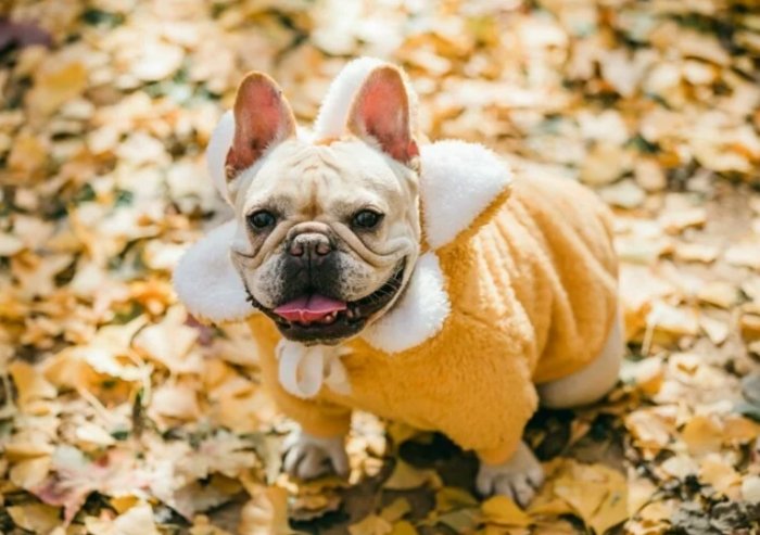 法斗优缺点 法斗优缺点