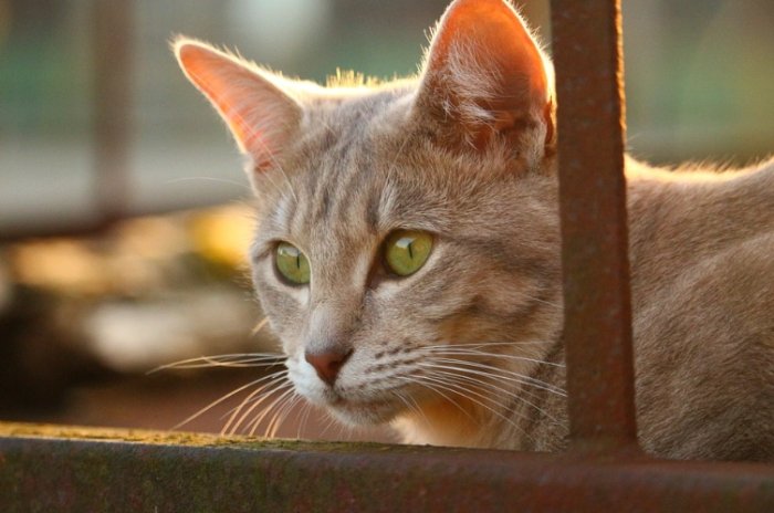 貓哭症症狀 貓哭症症狀