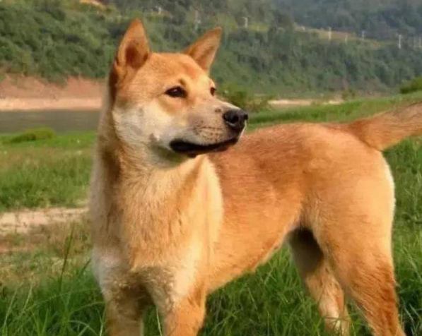 台灣土狗特徵 台灣土狗特徵