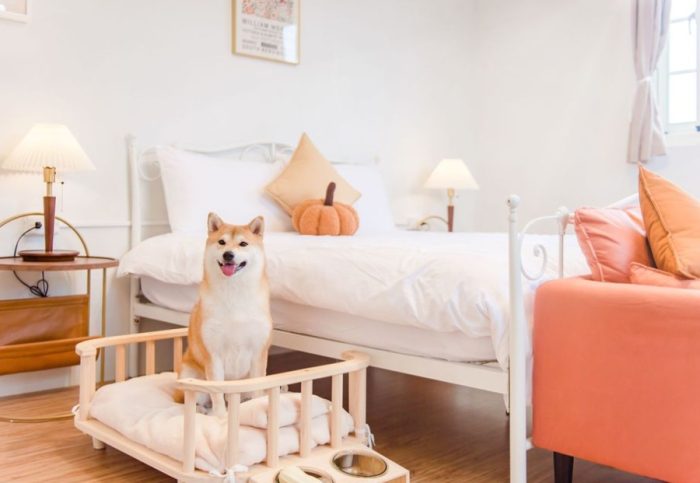 帶寵物旅遊住宿 帶寵物旅遊住宿