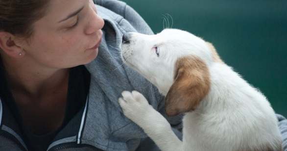 狗狗離世療傷方法