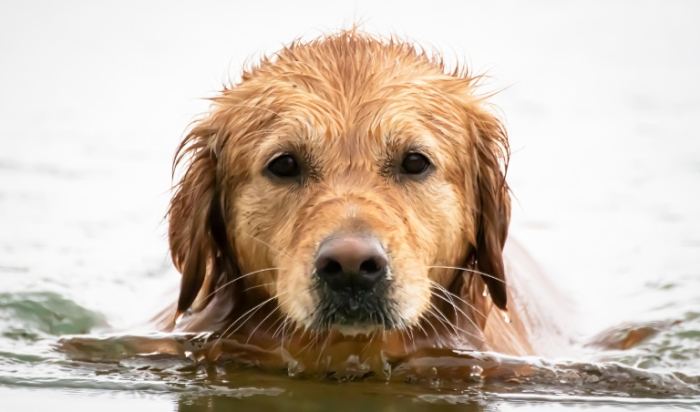 黃金獵犬飼養問題 黃金獵犬飼養問題