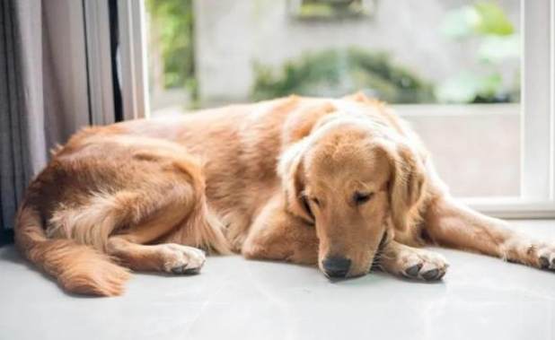 狗狗衰老年齡 狗狗衰老年齡