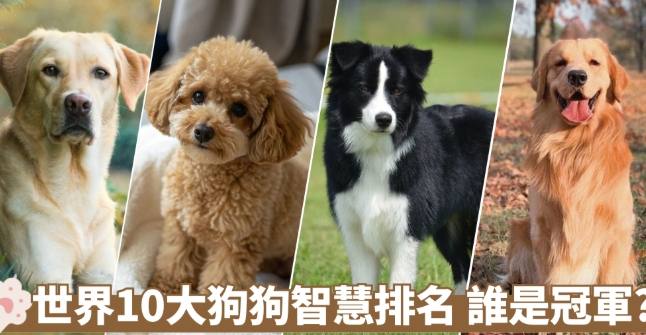 狗智商排名 狗智商排名