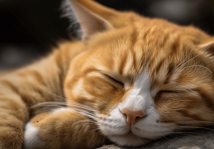 貓貼人睡原因 貓貼人睡原因