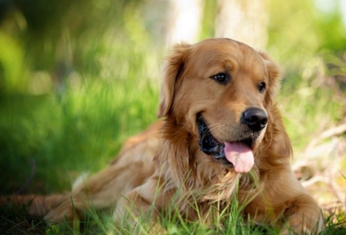 金毛犬不好养 金毛犬不好养