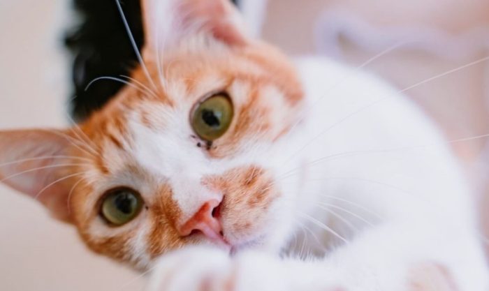 領養貓咪預算 領養貓咪預算