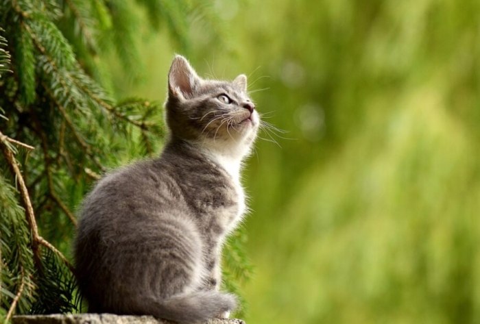 貓咪領養成本 貓咪領養成本