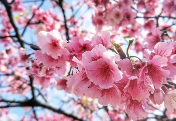 櫻花開花時間 櫻花開花時間