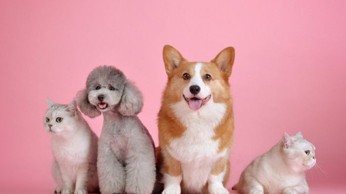 飼養指南 飼養指南