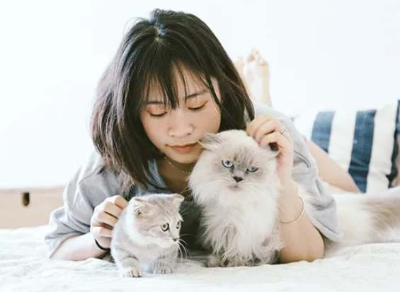 領養貓注意事項 領養貓注意事項