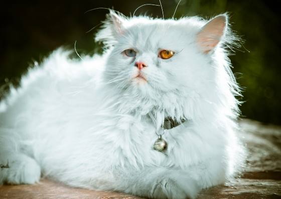 波斯貓性格特點 波斯貓性格特點