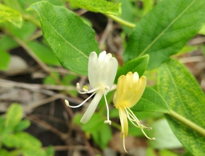 金銀花茶做法 金銀花茶做法