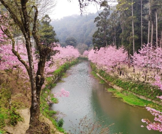 杉林溪賞櫻攻略 杉林溪賞櫻攻略