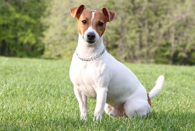 傑克羅素犬平均壽命 傑克羅素犬平均壽命