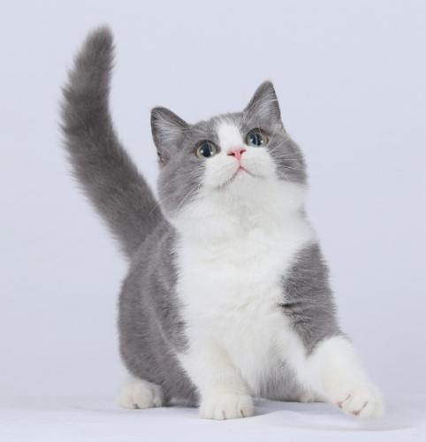 曼赤肯貓行為特點 曼赤肯貓行為特點