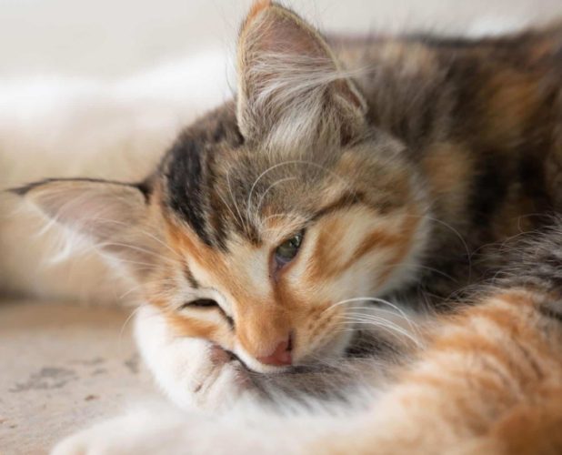 貓健康警訊 貓健康警訊