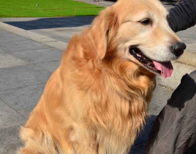 老年狗照顧 老年狗照顧