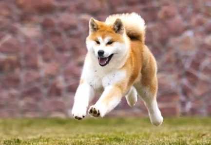 秋田犬柴犬區別 秋田犬柴犬區別