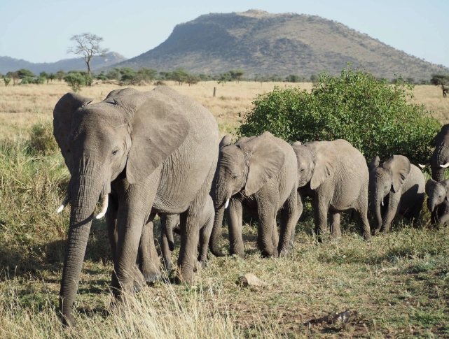 野生動物旅行準備 野生動物旅行準備