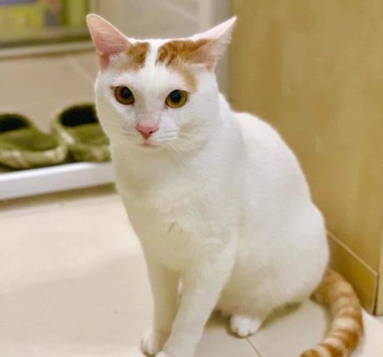 貓咪領養必需品 貓咪領養必需品