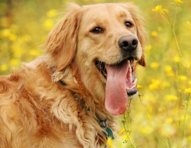 黃金獵犬飼養指南 黃金獵犬飼養指南