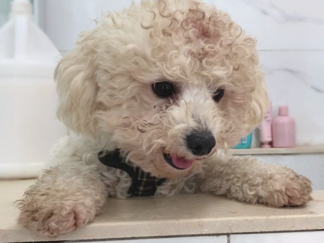 狗狗洗澡後眼睛睜不開 狗狗洗澡後眼睛睜不開