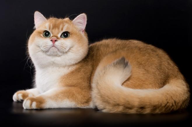 貓咪領養注意事項 貓咪領養注意事項