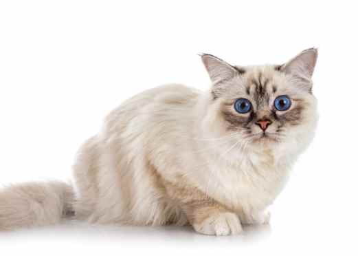 伯曼貓 性格 伯曼貓 性格