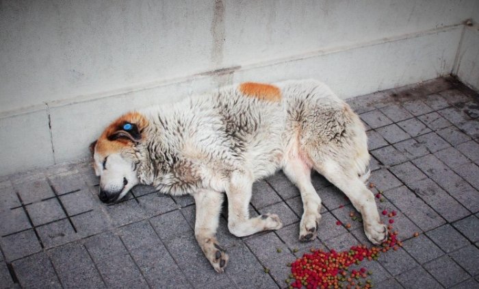 流浪狗領養流程 流浪狗領養流程