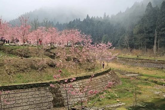 杉林溪櫻花季 杉林溪櫻花季