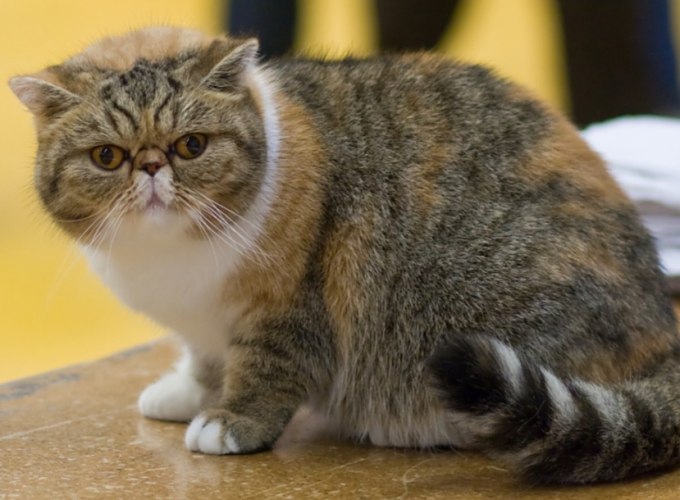 貓咪親近方法 貓咪親近方法