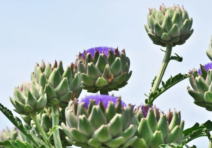 肝臟保健食品 肝臟保健食品