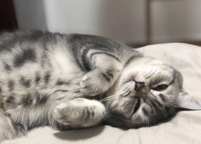 虎斑貓種類辨識