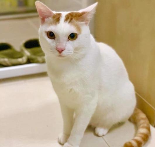 領養貓咪費用 領養貓咪費用