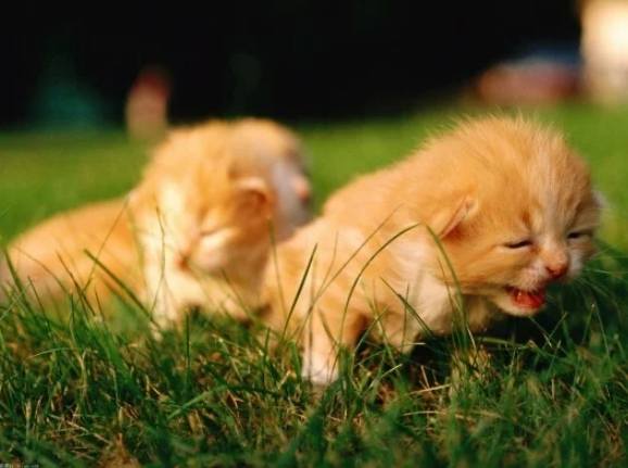 犬细小病毒 犬细小病毒