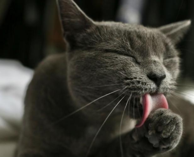 毛球症治療 毛球症治療