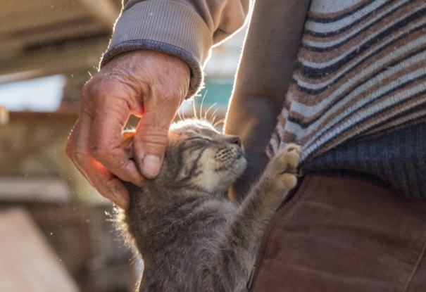 領養貓注意事項