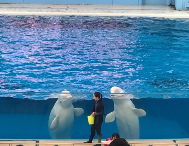 八景島海島樂園門票 八景島海島樂園門票