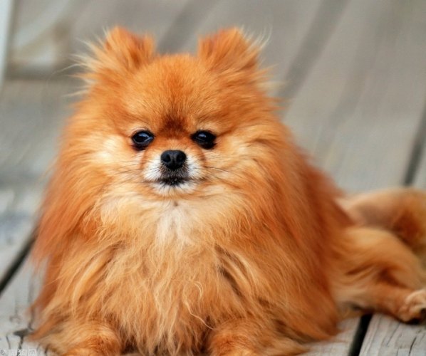 博美犬智商 博美犬智商