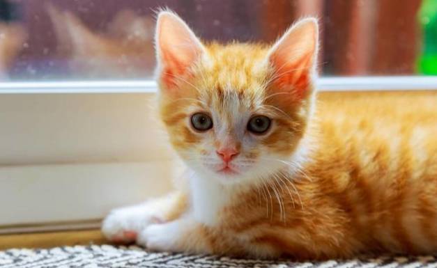 貓哭症症狀 貓哭症症狀